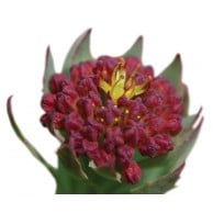 rhodiola fleur